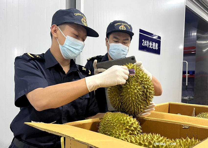 中老鐵路全程冷鏈專列能夠較好規(guī)避水果搬運損耗等